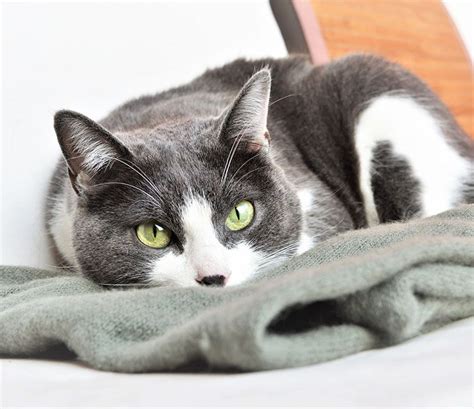 Por qué los gatos lamen las cobijas y muerden mantas ¡Y qué hacer!